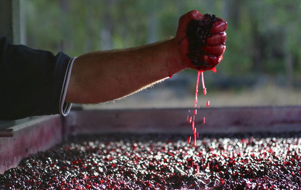 Il vinologo/ I motori della fermentazione 