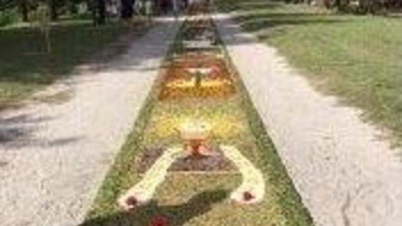 Tappeto fiorito a Camigliano