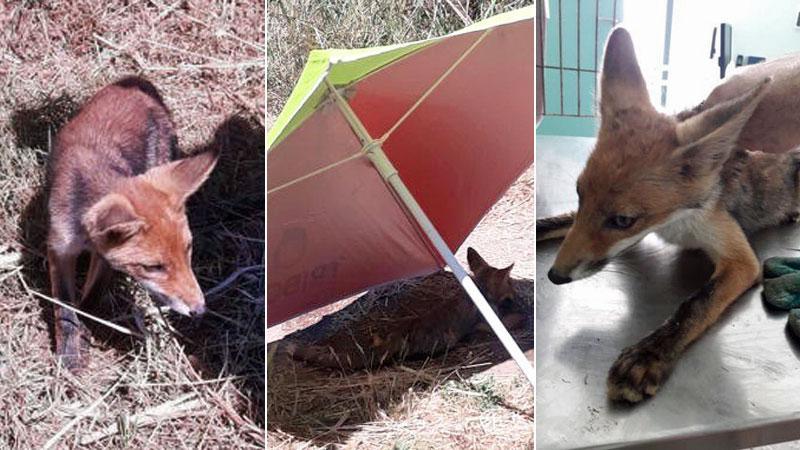 Cucciola di volpe in difficoltà soccorsa dai bagnanti a Baratti 