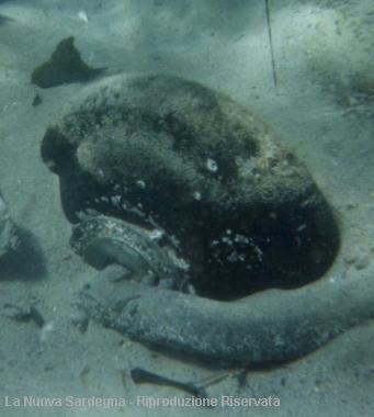 La ruota del carrello (foto Secci) 