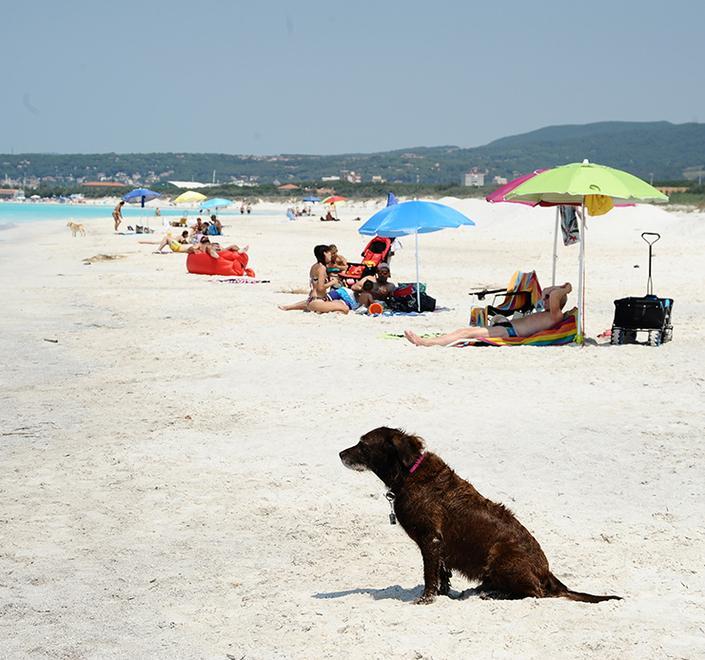 Polemica sulla parte di arenile per i cani: «È segnalato male»