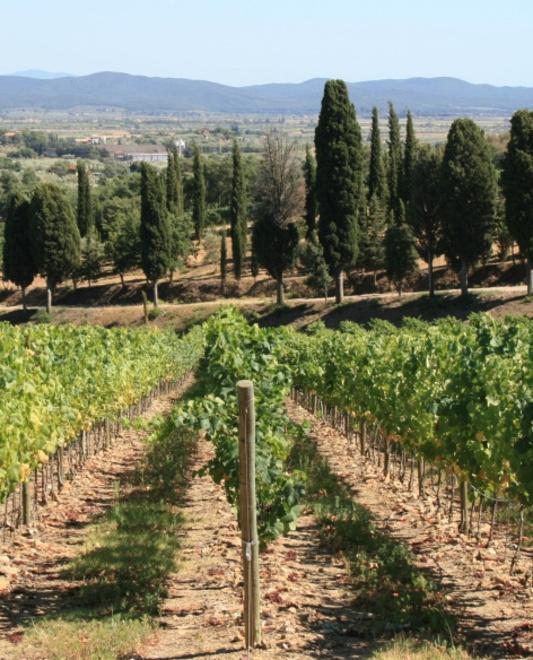Antinori ha acquisito la cantina Rubbia al Colle