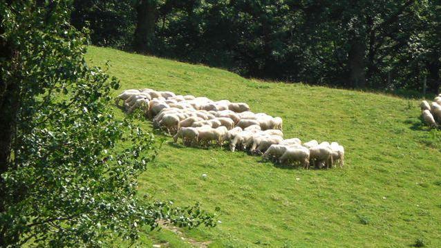 Sulle antiche strade ritorna l’arte della transumanza