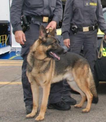 Cocaina nel cruscotto patente ritirata a due automobilisti