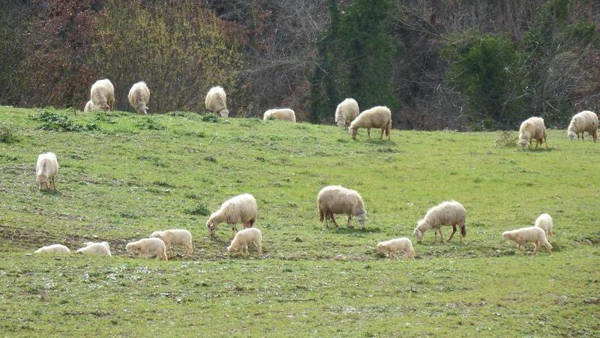 Attacco del lupo vicino alla stalla Uccise due pecore