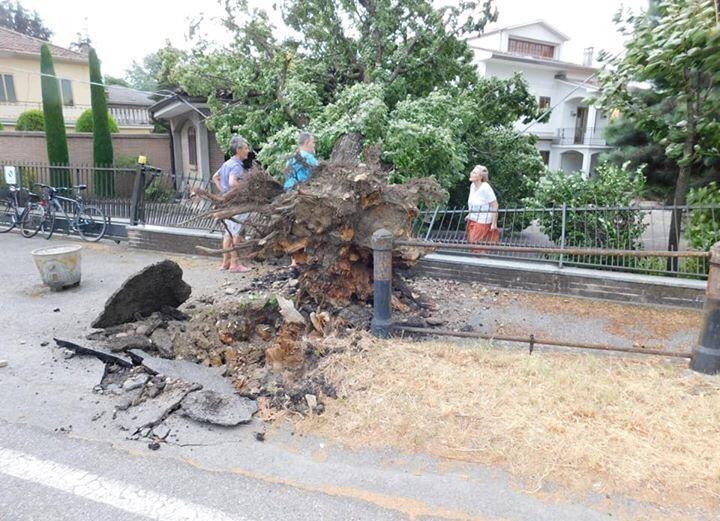 Il vento fa strage di alberi Danni ma nessun ferito 