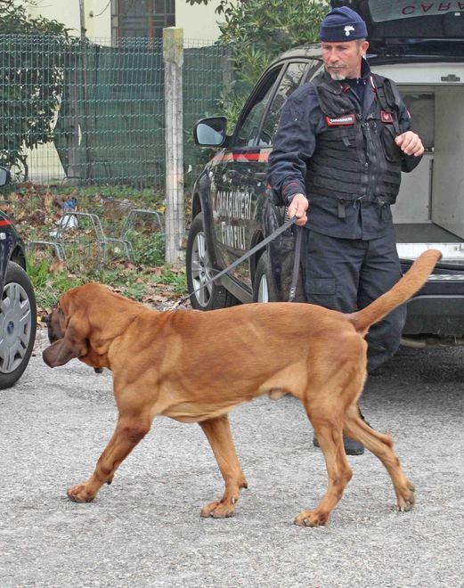 I cani vaganti in strada problema del territorio «Il Comune intervenga»