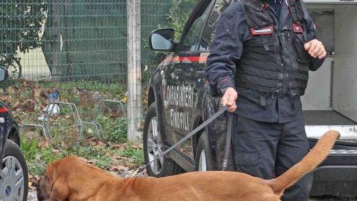 I cani vaganti in strada problema del territorio «Il Comune intervenga»