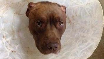 Amputò con le forbici le orecchie del suo cane Condannato a tre mesi