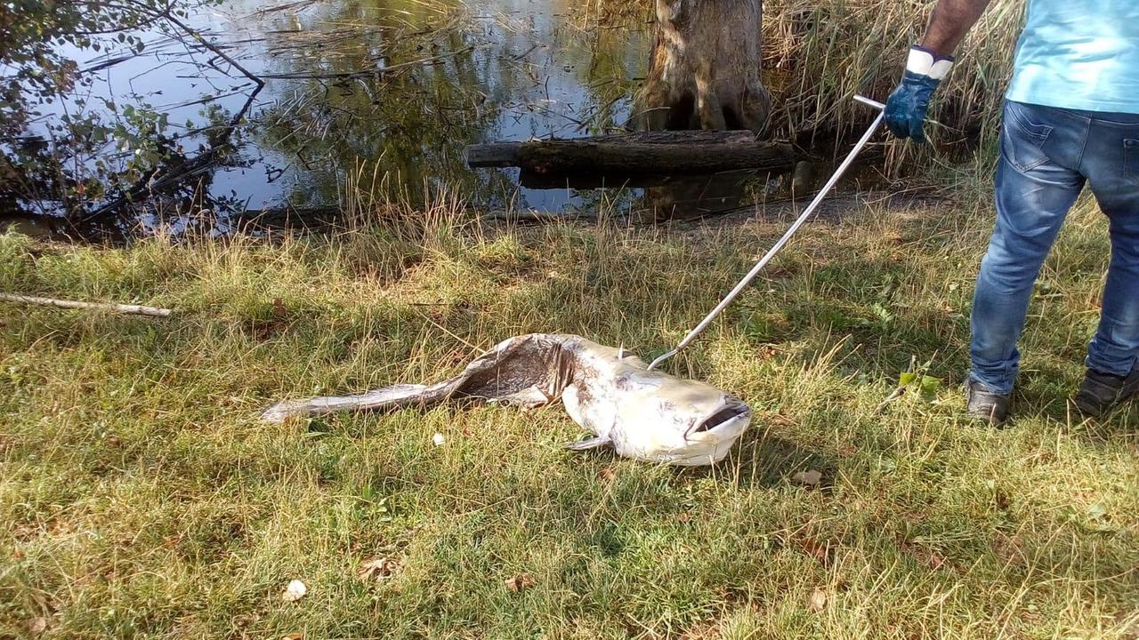 Modena. Morti per il caldo i pesci siluri del parco Ferrari
