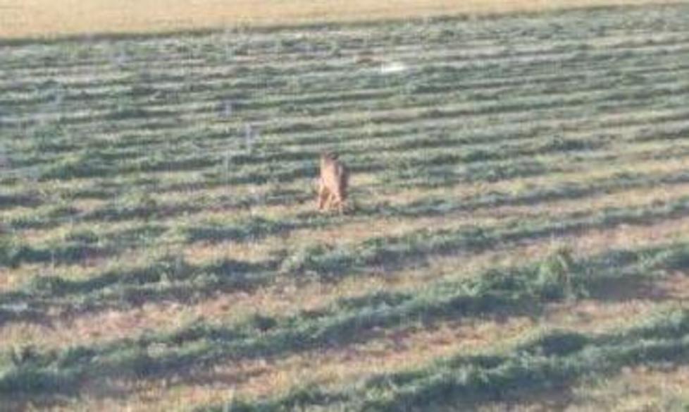 «Ho avvistato un lupo È sbucato dalla macchia mentre ero in auto»