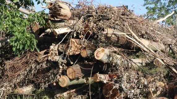 Abbattimento di alberi per la sicurezza stradale, il Comune ferma l’Anas