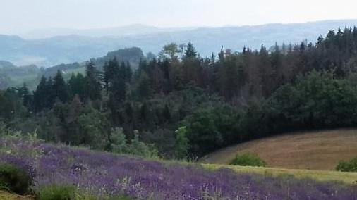 Un fine settimana in viola con la festa della lavanda