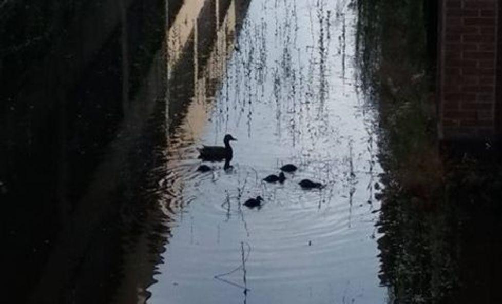 Modena. Il lago al Manfredini: il Comune ora obbliga ad effettuare la bonifica 
