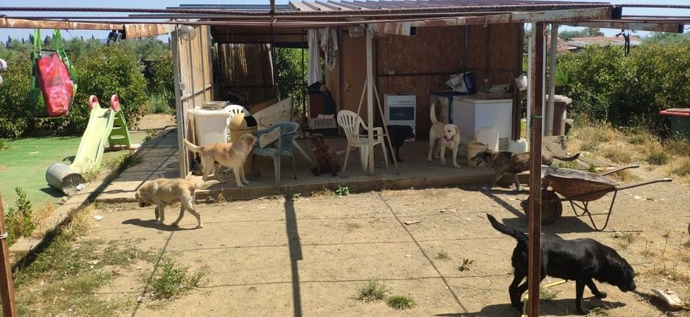 L’Enpa ha sporto denuncia Gli oltre quaranta cani sono ancora in difficoltà 