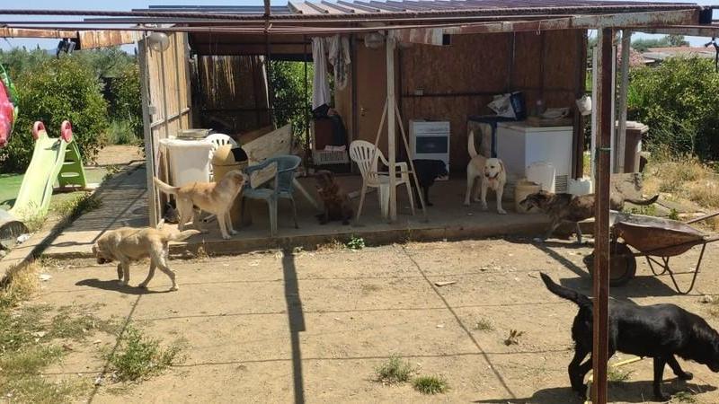 L’Enpa ha sporto denuncia Gli oltre quaranta cani sono ancora in difficoltà
