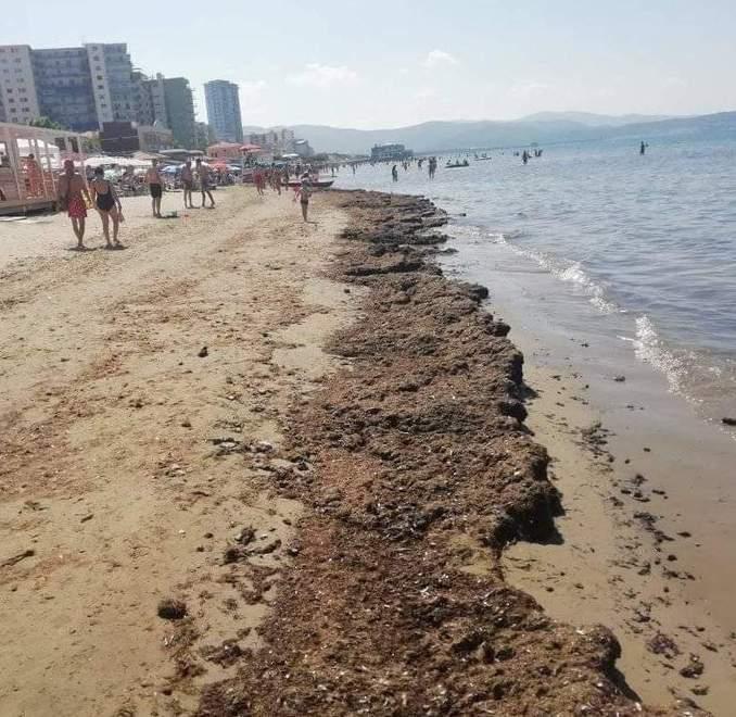 Alghe su quattrocento metri di spiaggia 