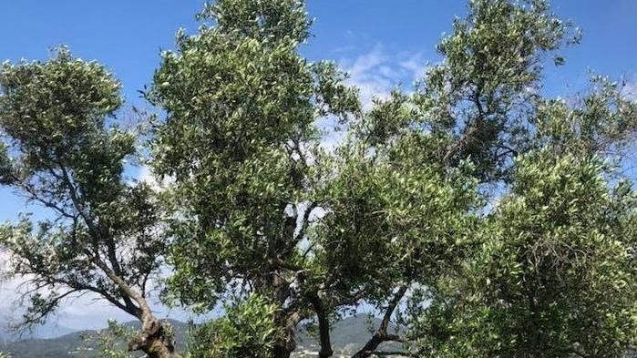 Un nuovo bando per gestire gli olivi di proprietà comunale