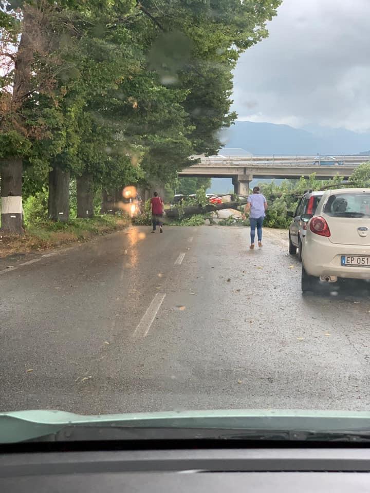 Maltempo, albero si abbatte sulla Provinciale per Camaiore - Video