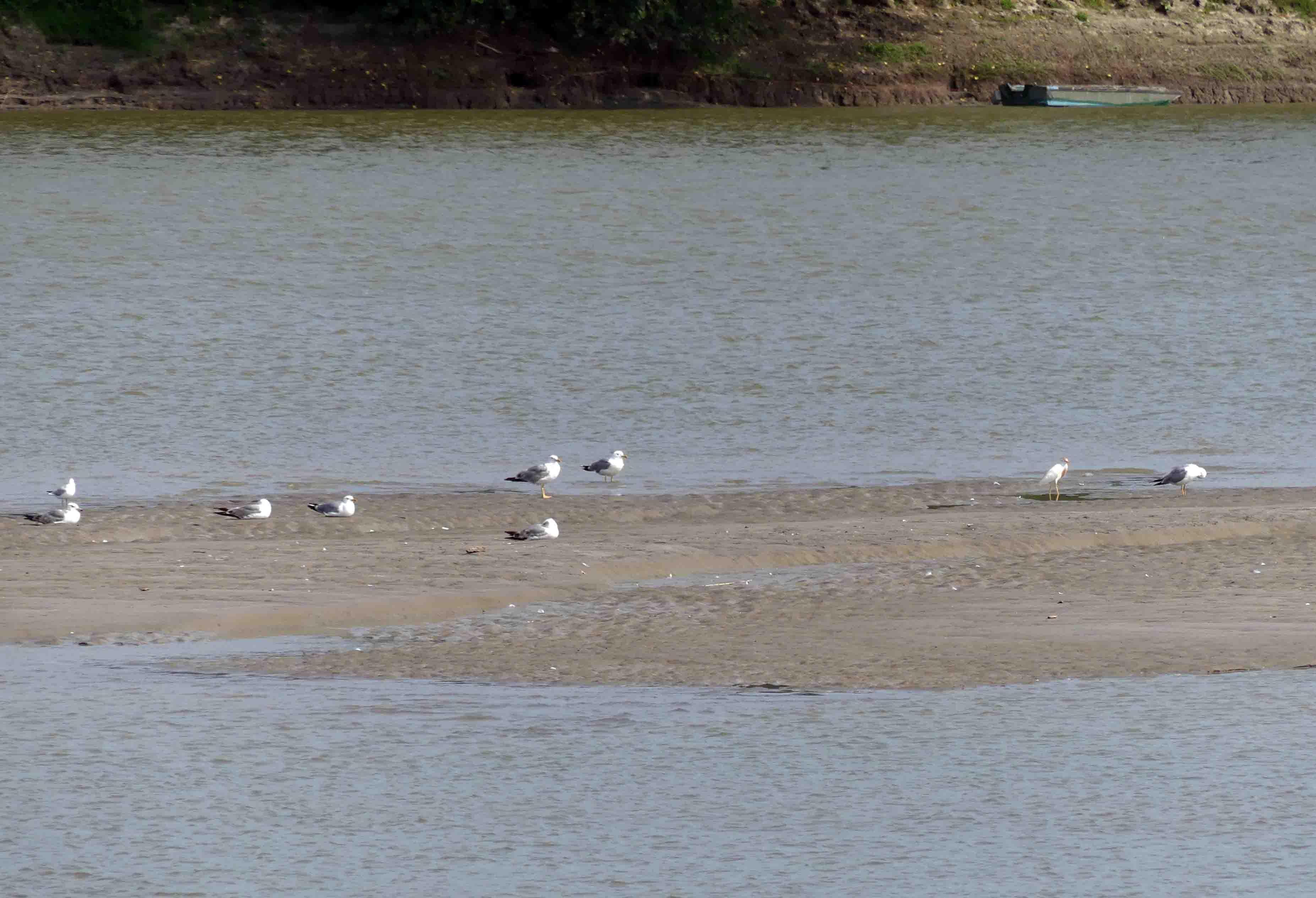 Ferrara, siccità, allerta gialla: il Po scende a -5,5 e si spera nella pioggia 