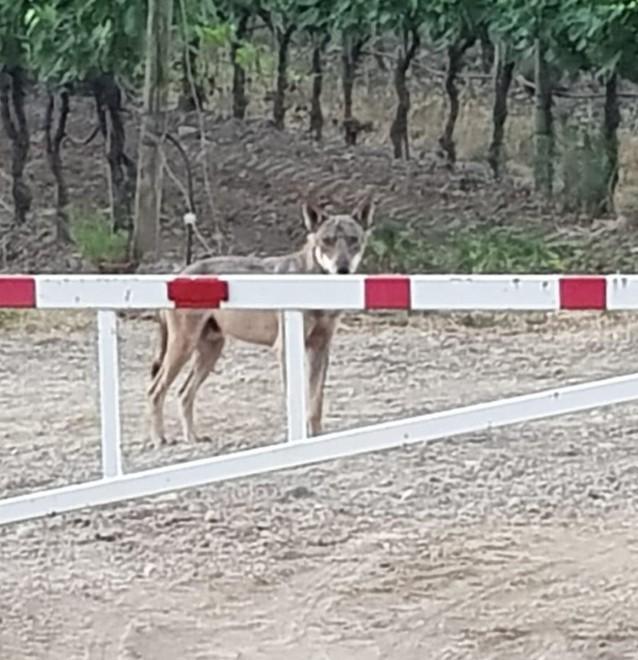 «Anche noi vogliamo la disinfestazione»