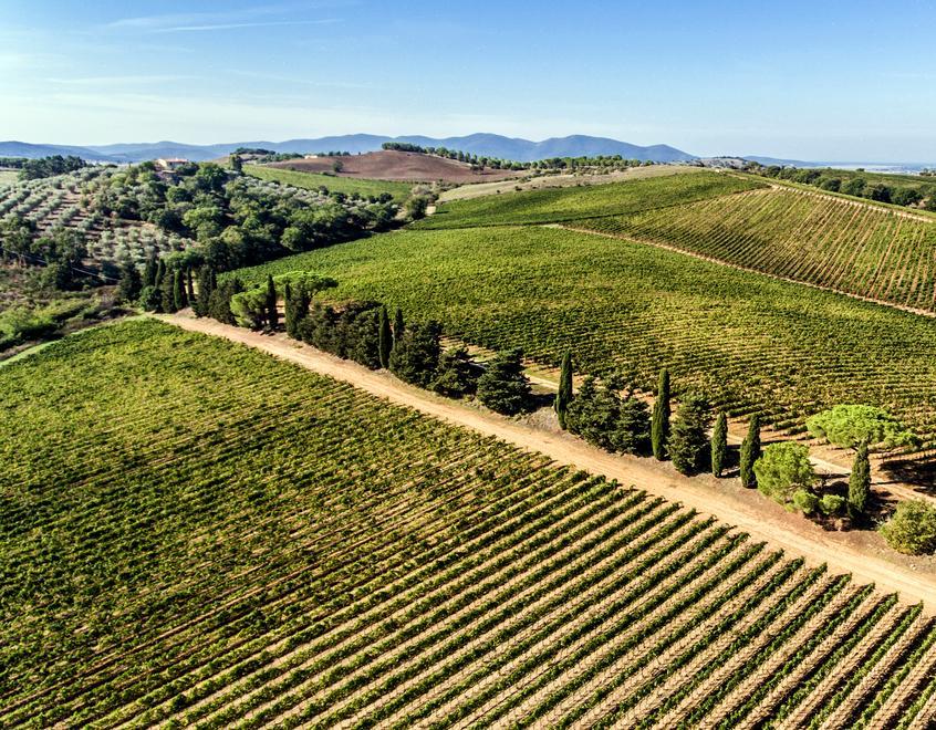 La piccola rivoluzione agricola voluta nel 1996 da Luigi Cecchi