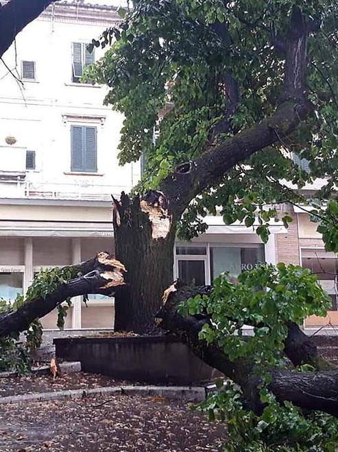 Un’ora di temporale, gli alberi crollano e le vie si allagano 