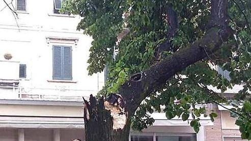Un’ora di temporale, gli alberi crollano e le vie si allagano