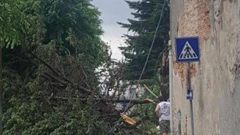 Albero caduto per la tromba d’aria