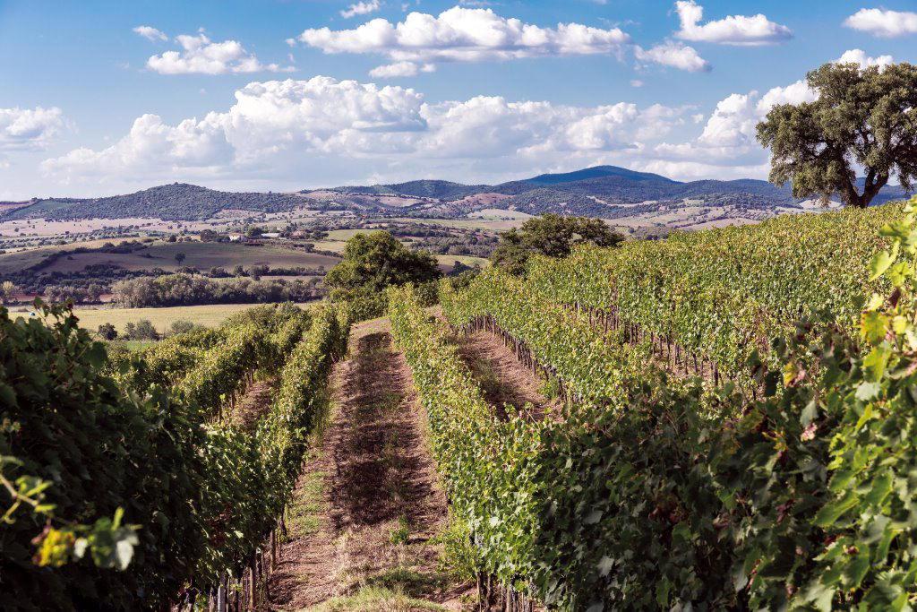 Vini Dop e Igp, cosa cambia, un convegno per i produttori 
