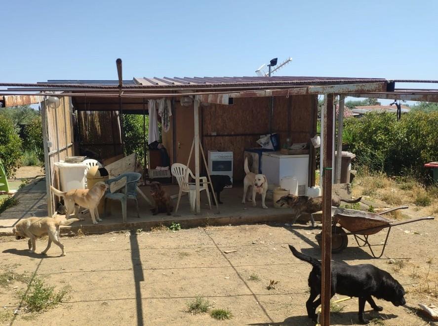 Quarantacinque cani in pericolo di vita: il Comune lancia un appello per salvarli 