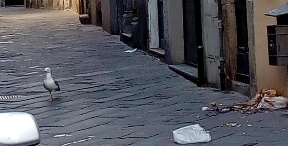 Un gabbiano ha appena finito di “beccare” nella spazzatura: foto pubblicata sul gruppo Facebook "Sei lucchese se..." da Paolo Pinori