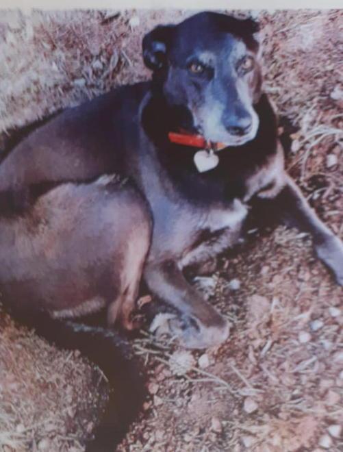 Appello disperato per ritrovare il suo cane perso a Monsagrati