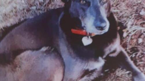 Appello disperato per ritrovare il suo cane perso a Monsagrati