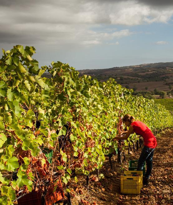 Tempo di vendemmia: da Vinci a Carmignano 22 posti nelle cantine 
