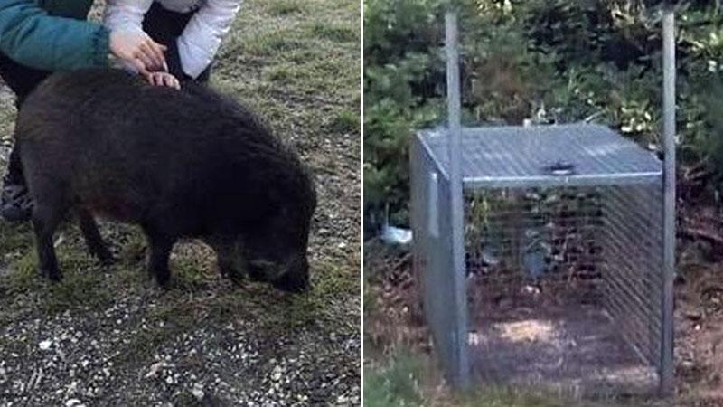 Vogliono portar via la cinghialina mascotte di un quartiere: «Ma Briciola non è pericolosa» 