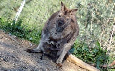 «In Barbagia nascono i canguri, ma sogniamo un ippopotamo nano»