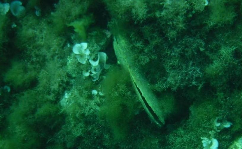 Parassita uccide le conchiglie icona dell’Arcipelago Sono filtri dell’acqua 