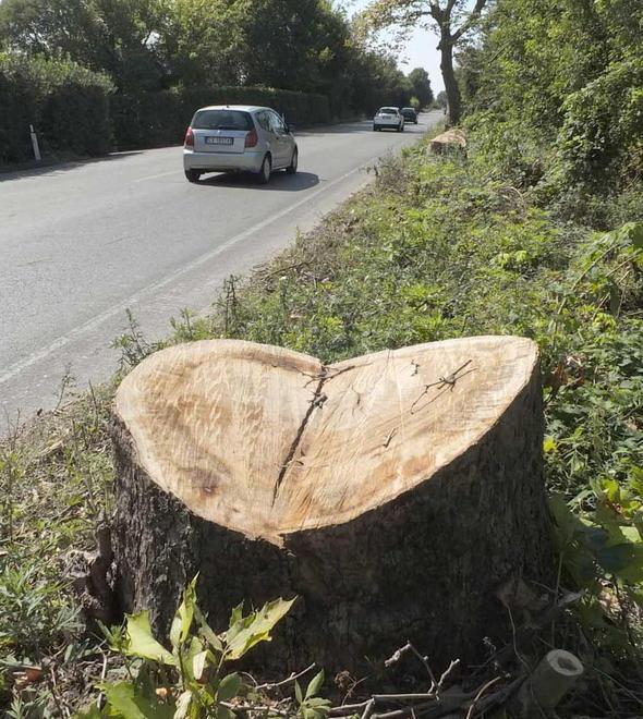 Taglio degli alberi sul Serchio raffica di multe della Forestale 