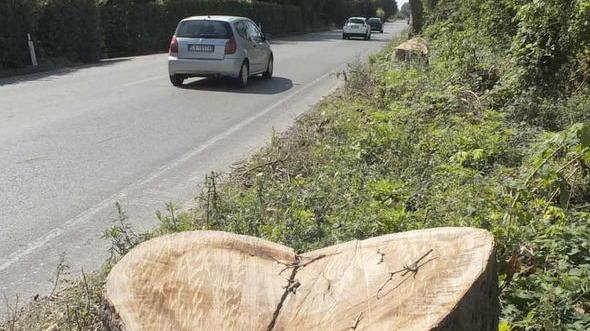 Taglio degli alberi sul Serchio raffica di multe della Forestale