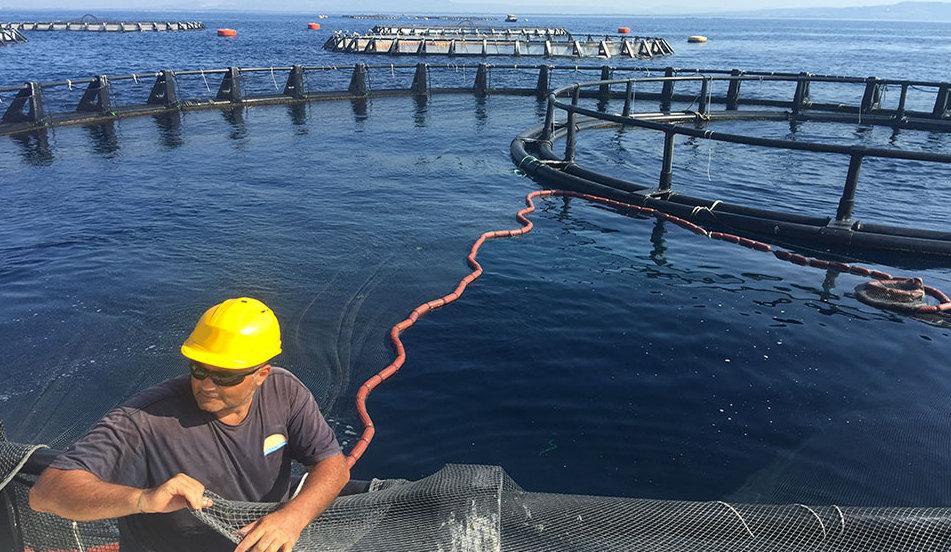 Pescatori e ristoratori 2 giorni di Sapori di mare l’alleanza per la qualità 