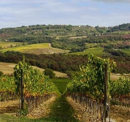 Cantina nuova e antichi vitigni Due sogni tra i tanti progetti 