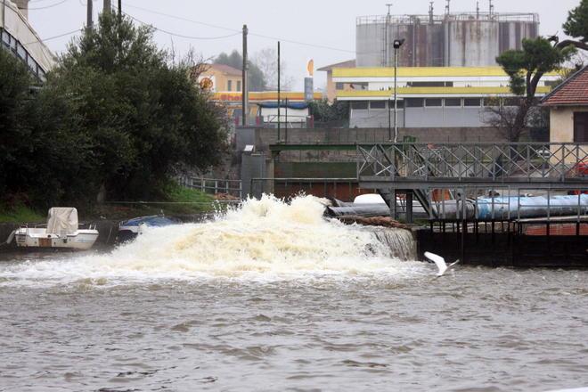 Morìa di muggini e pesci gatto nel canale Burlamacca 
