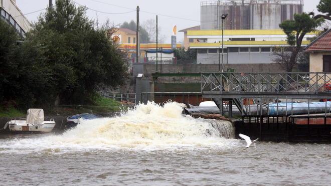 Morìa di muggini e pesci gatto nel canale Burlamacca