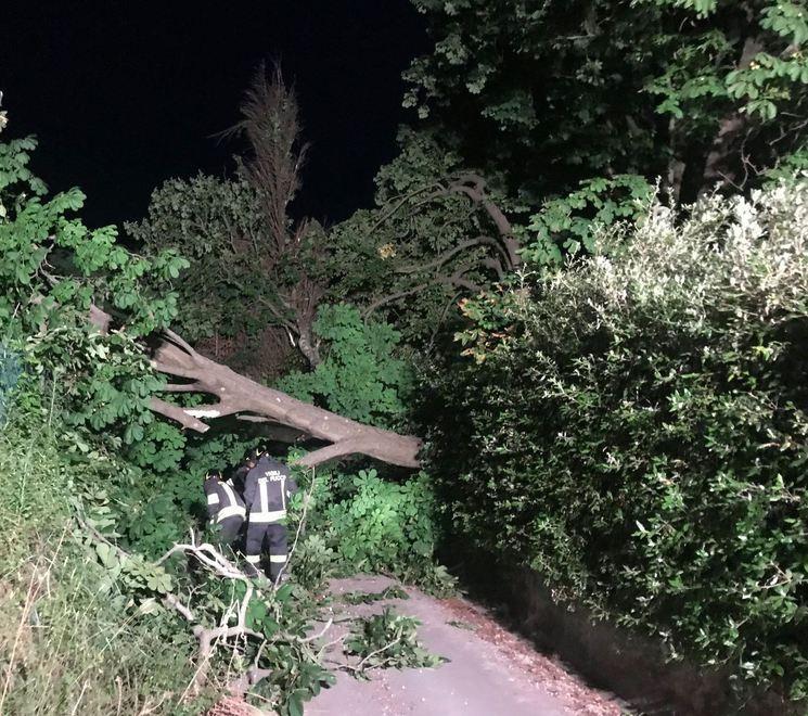 Crolla l’albero secolare di Paolina Bonaparte 