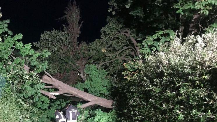 Crolla l’albero secolare di Paolina Bonaparte