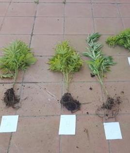 Coltiva marijuana in casa Denunciata una 50enne