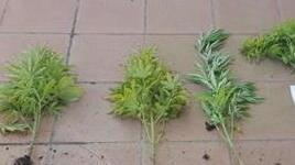 Coltiva marijuana in casa Denunciata una 50enne