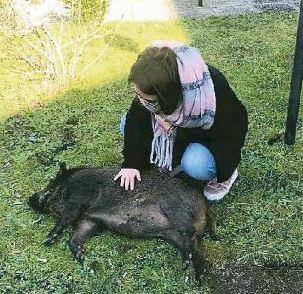 Finisce in gabbia la cinghialina E ora c’è chi vuole adottarla 