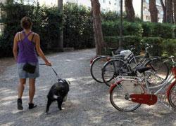 Prende a sassate il cane della vicina di casa 